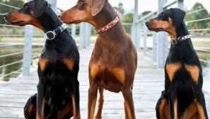 Víte, kde pocházejí jména plemen psů a co označují